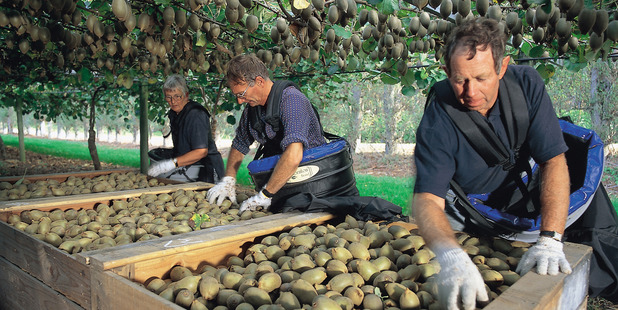 Zespri says the 2015/16 season has resulted in the highest-ever total return to kiwifruit growers.