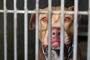 A "menacing" dog is finally caught in Masterton (picture not of actual dog).
