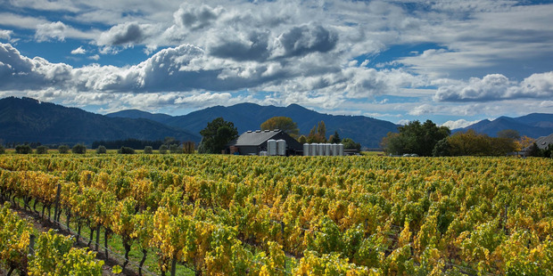 Moa Brewery in Blenheim sits among Marlborough's vines. Photo / Supplied