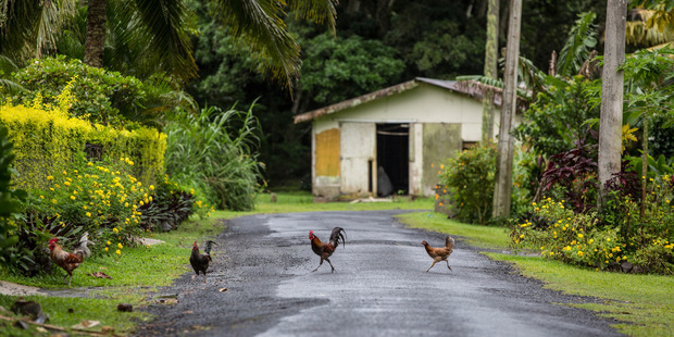 Rabobank said consumption of chicken meat in Southeast Asian countries is expected to rise 15 per cent over the next five year. Photo / Tourism Cook Islands