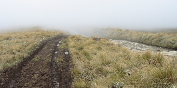 A "playground" for four-wheel drive enthusiasts is how one roading manager described the Waikaia Bush road where a 4WD party was rescued yesterday. Photo / DOC