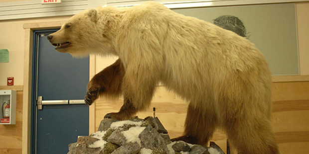 This bear, which was three-fourths grizzly and one-fourth polar bear, can be seen at the Ulukhaktok Community Hall. Photo / A.E. Deroche-University of Alberta via Washington Post