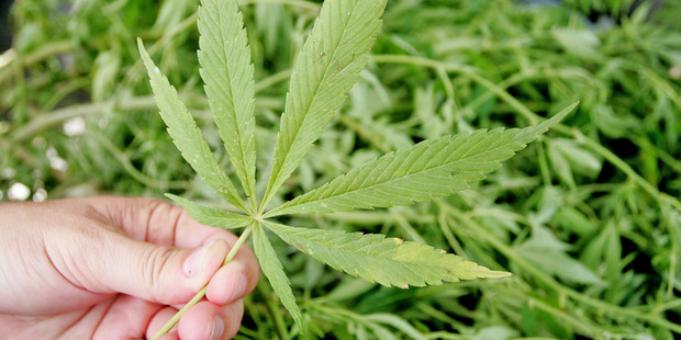 Approximately 132,000 cannabis plants were destroyed in the police's Operation Dee. Photo / Supplied