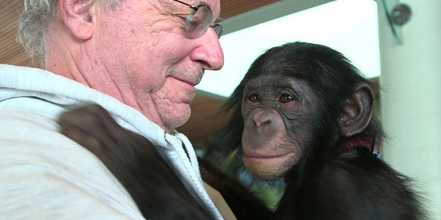 Animal-rights lawyer Steven Wise with a chimp named Teko. Photo courtesy of Pennebaker Hegedus films/HBO.