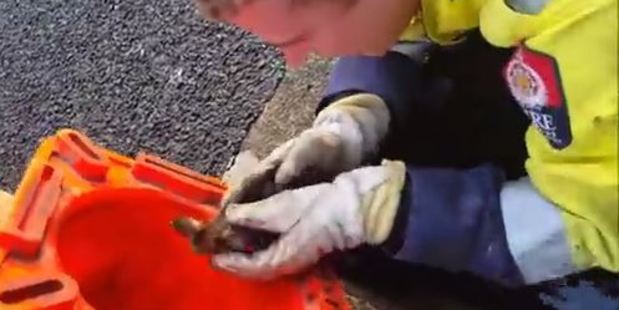 The ducklings were scooped out of the drain and put inside an upturned road cone before being reunited with their anxious mother. Photo / Titirangi Volunteer Fire Brigade