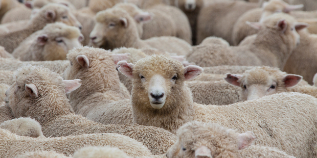 The sheep went dazed and confused into the village causing chaos. Photo / iStock