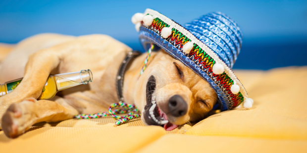 Alcohol may help us to drop off faster, but it doesn't result in a better quality of sleep. Photo / iStock