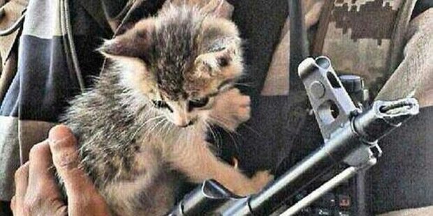 A top terrorism prosecutor has warned Isis is using kittens to lure jihadists online.
