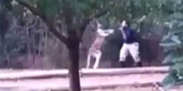 The video shows a zookeeper being attacked by a kangaroo. Photo / YouTube