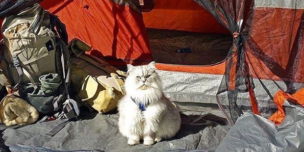 Who says you can't take cats anywhere? Photo / Camping With Cats