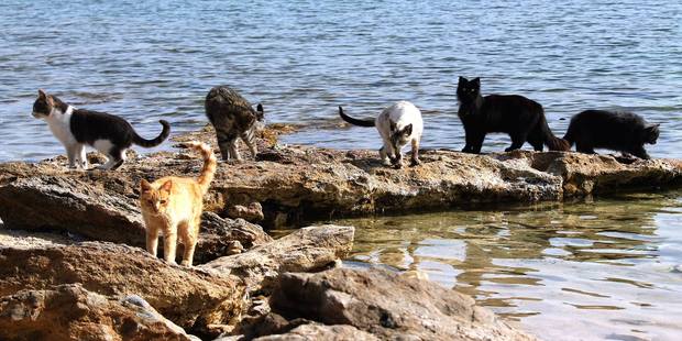 Just some of the cats you could be playing with at Su Pallosu. Photo / I Gatti di Su Pallosu, Facebook