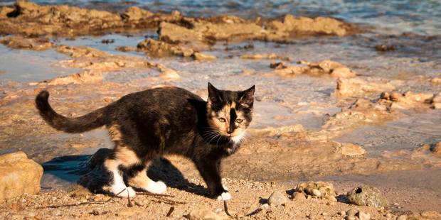 The cats of Su Pallosu don't mind the water. Photo / I Gatti di Su Pallosu, Facebook