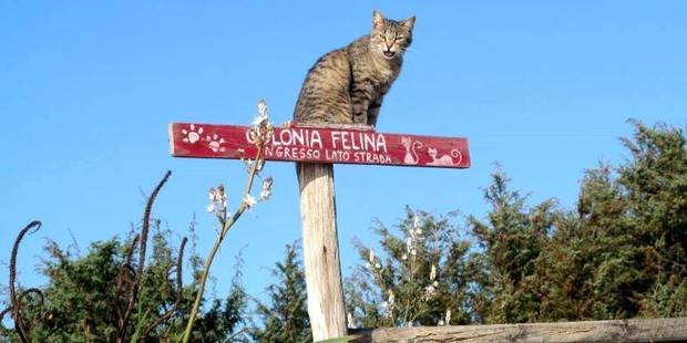 A friendly cat greets visitors to Su Pallosu's feline colony. Photo / I Gatti di Su Pallosu, Facebook
