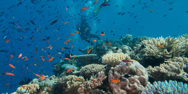 Coral gardens at the Ribbon Reef. Great Barrier Reef. Photo / Spirit of Freedom