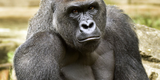 Harambe, a western lowland gorilla, who was fatally shot to protect a 4-year-old boy. Photo / AP