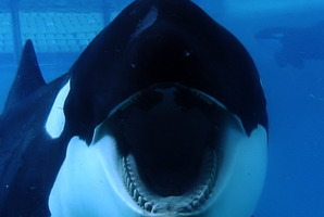 A scene from Blackfish.