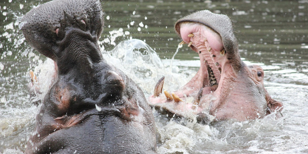 A pair of play-fighting hippos in Tanzania. In the last decade, hippos have mauled 25 fishermen to death in Gouloumbou, Senegal.