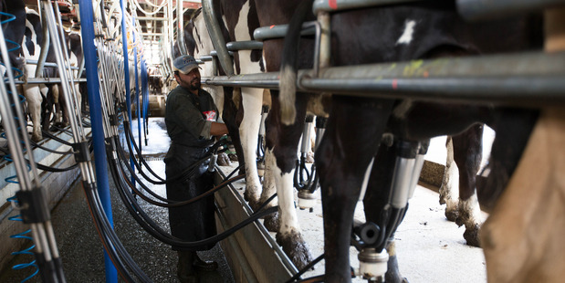 The survey showed 81 per cent of all farmers and 79 per cent of dairy farmers were "very satisfied" or "satisfied" with their banks. Photo / Getty Images