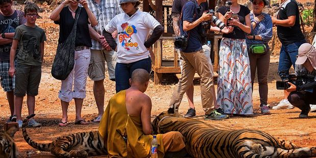 The monks have resisted previous attempts to remove the tigers from the temple, a popular destination for tourists. Photo / Getty