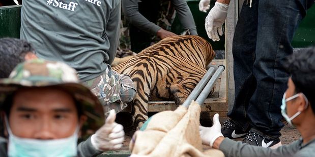 Thai wildlife officials load a tiger into a cage on a truck after they removed it from an enclosure at the Wat Pha Luang Ta Bua Tiger Temple. Photo / Getty