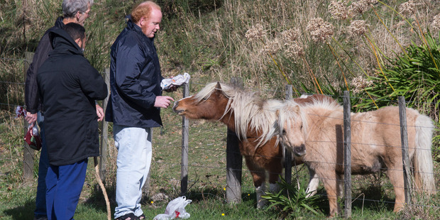 Ashley Peacock feeding the ponies nicknamed "Honey" and "Gorgeous" on his daily walk. Photo / Mark Mitchell