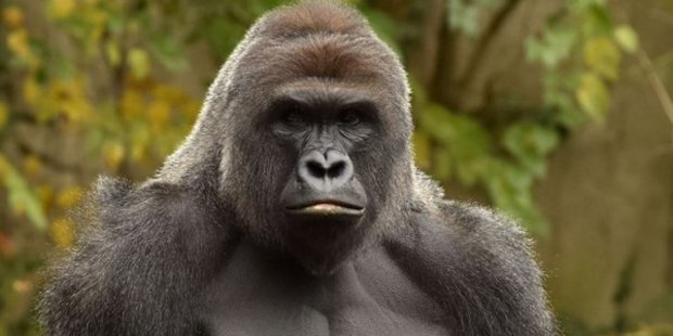 Harambe, a 17-year-old male Western lowland gorilla, was shot dead inside his enclosure at the Cincinnati Zoo. Photo / Cincinnati Zoo