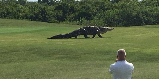 Charles Helms was able to get a video of a dinosaur-like alligator casually strolling across the green. Photo Facebook