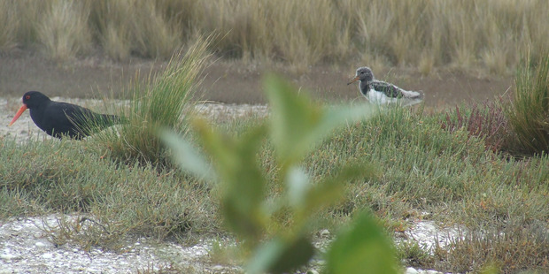 A variable oystercatcher on the Okura sandspit. Photo / Peter Townend
