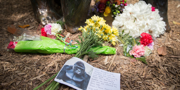 A sympathy card rests at the feet of a gorilla statue outside the Gorilla World exhibit at the Cincinnati Zoo. Photo / AP