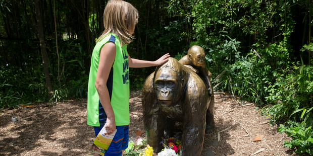 A child touches the head of a gorilla statue where flowers have been placed outside the Gorilla World exhibit at the Cincinnati Zoo. Photo / AP