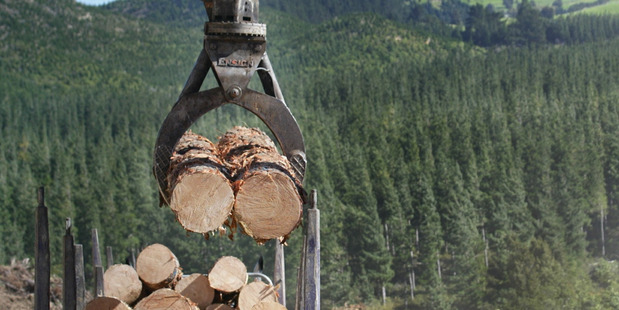 James Oxenham died when a log fell on him from an overloaded dump truck as he was taking off the strops holding the load in place in the Te Wera forest. Photo / File