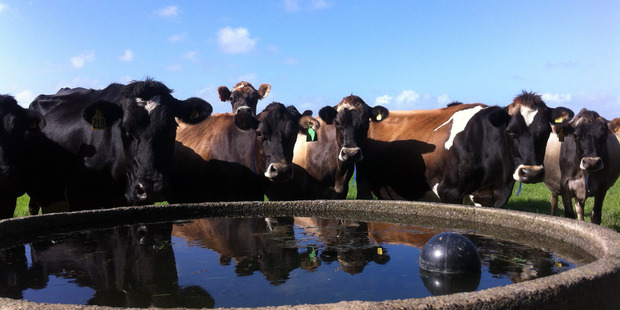 Fonterra last week set its opening forecast for 2016/17 at $4.25 a kg of milk solids - below market expectations of around $4.50 per kg. Photo / Supplied