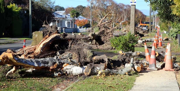 UPROOTED: The trees being pulled out in Young St will be replaced this month.PHOTO/STUART MUNRO