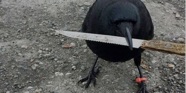 Canuck the crow, pictured in January with a knife. The crow picked up a different knife at a tense crime scene last week. Photo / Shawn Bergman.