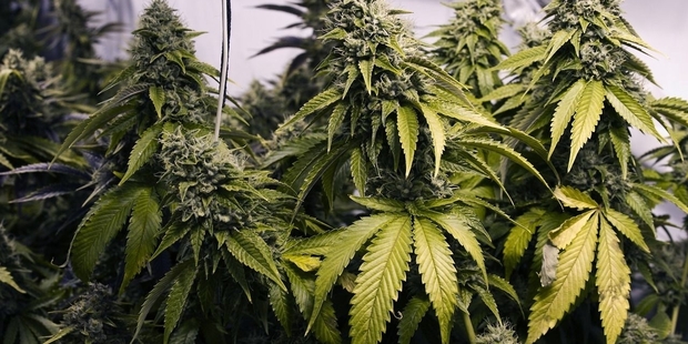 DRUG STING: Police seized more than 14,000 cannabis plants in the Bay this season.PHOTO/FILE