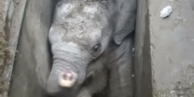 The elephant calf was wedged in the uncovered drain after falling in.