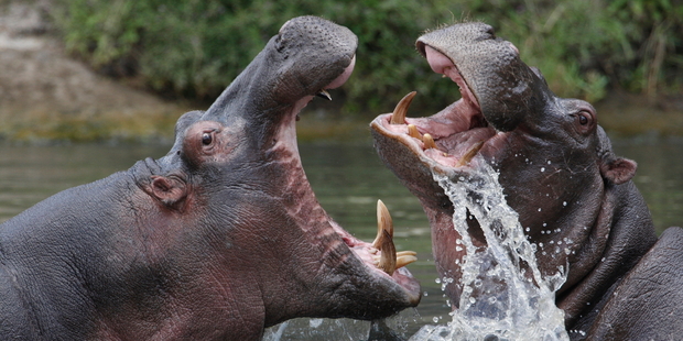 Locals continue to endure the wrath of violent hippos because the river is their only source of income. Photo / iStock