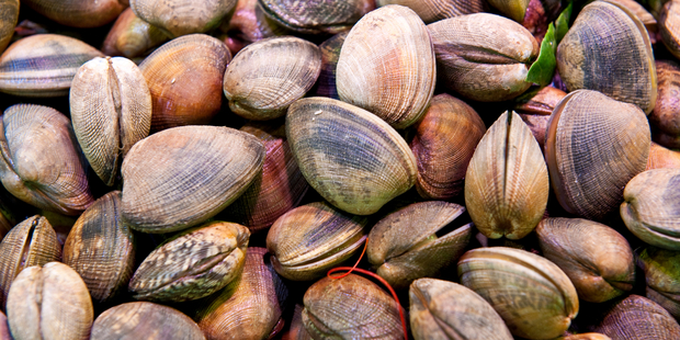 Tests on samples from this region have shown levels of Paralytic Shellfish Poisoning toxins of up to 1mg per kg. Photo / iStock