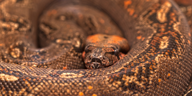 Not what you want to find under your pillow at night. Photo / iStock