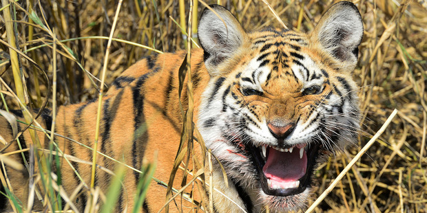 A tiger snarls at Pench Tiger Reserve in Madhya Pradesh, India. Photo / Sanjay Shukla.
