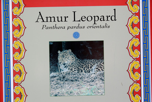 A photograph of an Amur leopard is shown at it's enclosure at the Utah's Hogle Zoo. Photo / AP