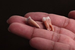 Teeth which scientists say are about 700,000 years old, from either from Homo floresiensis or a related species. Photo / AP