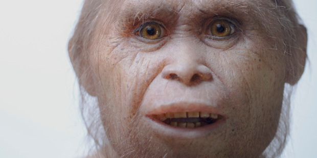 This 2015 picture provided by Kinez Riza shows a reconstruction model of Homo floresiensis by Atelier Elisabeth Daynes at Sangiran Museum and the Early Man Site. Photo / AP