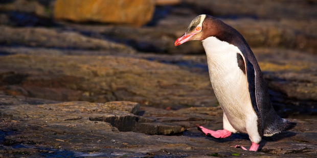 The yellow-eyed penguin population at mainland New Zealand's largest yellow-eyed penguin colony has dropped to about 70 birds this year. Photo / Getty