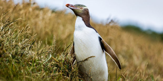 Penguin Rescue manager Rosalie Goldsworthy said the birds at Katiki Point, near Moeraki were under increasing pressure from tourists. Photo / Getty