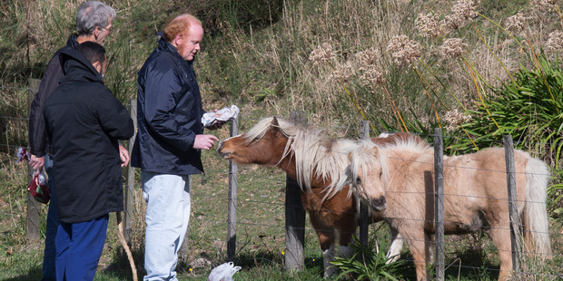 Ashley Peacock feeding the ponies nicknamed "Honey" and "Gorgeous" on his daily walk. Photo / Mark Mitchell