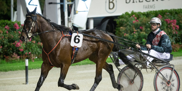 Conon Bridge driven by Bob Butt warms up before Race 6 the Breckon Farms Northern Trotting Derby over 2700m at Alexandra Park. Photo / Greg Bowker.