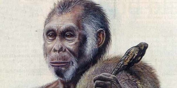 The new find is most likely a direct ancestor of H. floresiensis. Photo / Peter Schouten