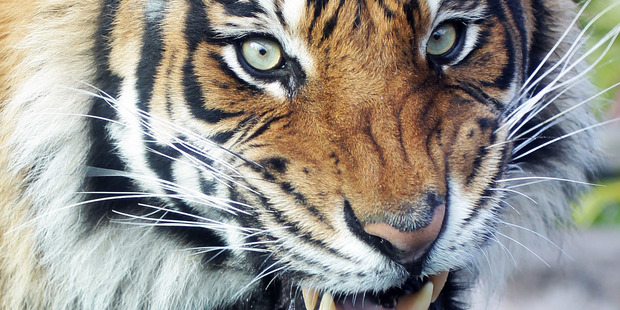 Oz, the male Sumatran tiger. Photo / Doug Sherring