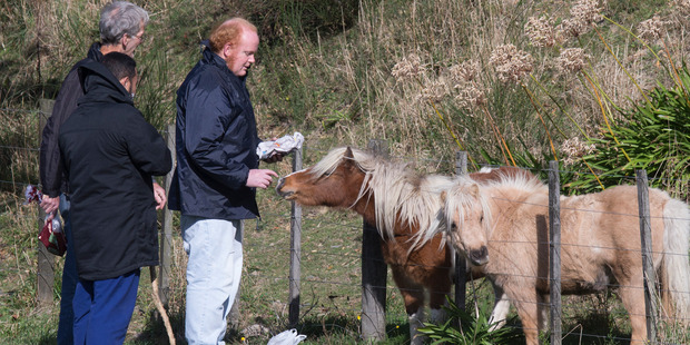 Ashley Peacock, with his father Dave, and one of two nurses who constantly keep watch over him, feeding horses in a paddock near Porirua's Regional Rehabilitation Unit. Photo / Mark Mitchell